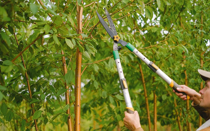 Tree trimming in Plant City, FL